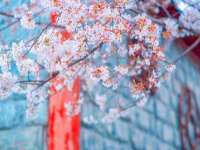 南京优旺胜商贸有限公司