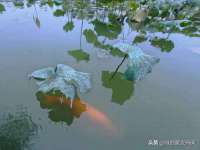 南京优旺胜商贸有限公司